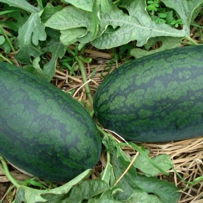 Trái cây miền Trung 4