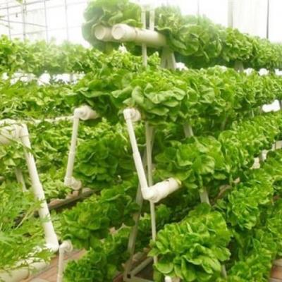 Rau thủy canh 6