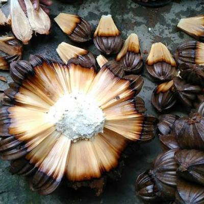 Trái cây miền Nam 5