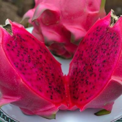 Trái cây miền Trung 7