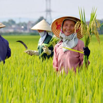 Không làm theo chuỗi, nông sản Việt dễ thua trên “sân nhà”