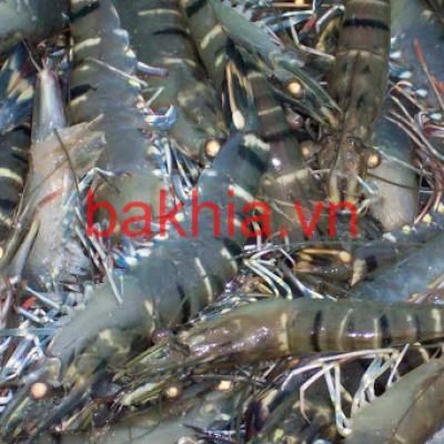 Tôm sú sinh thái cấp đông loại 1