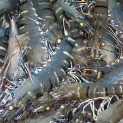 Tôm sú cấp đông loại 2